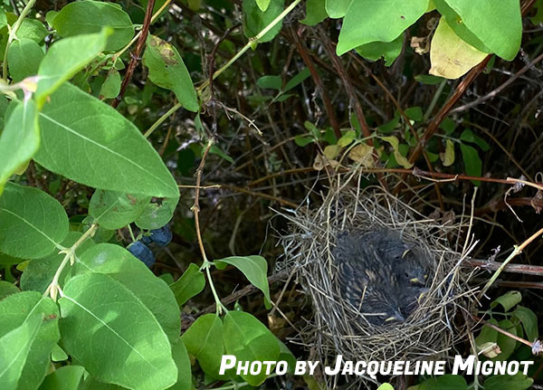 grateful baby birds in nest in haskap bush