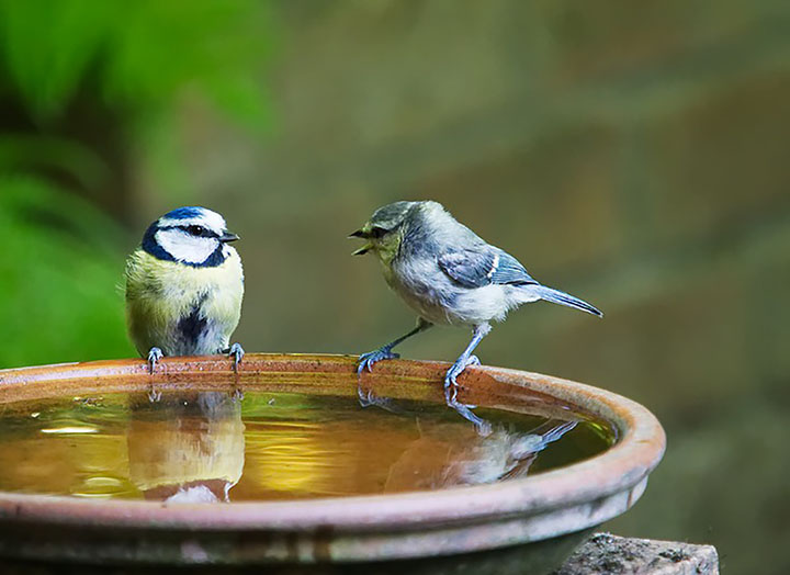 two birds in bird bath