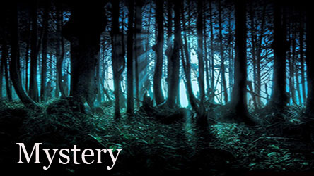 Mystery Image showing a scary forest scene