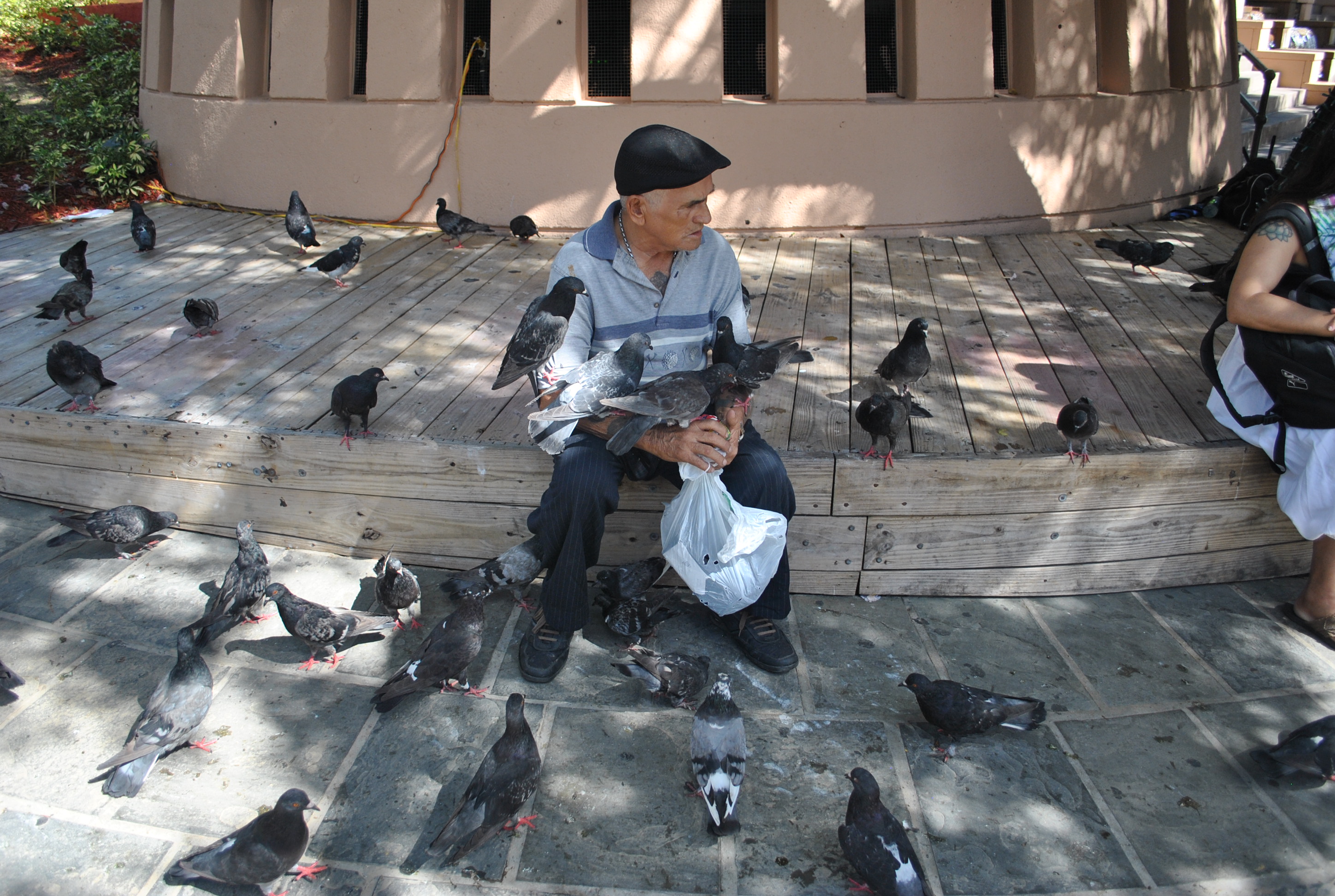 Local feeding the pigeons