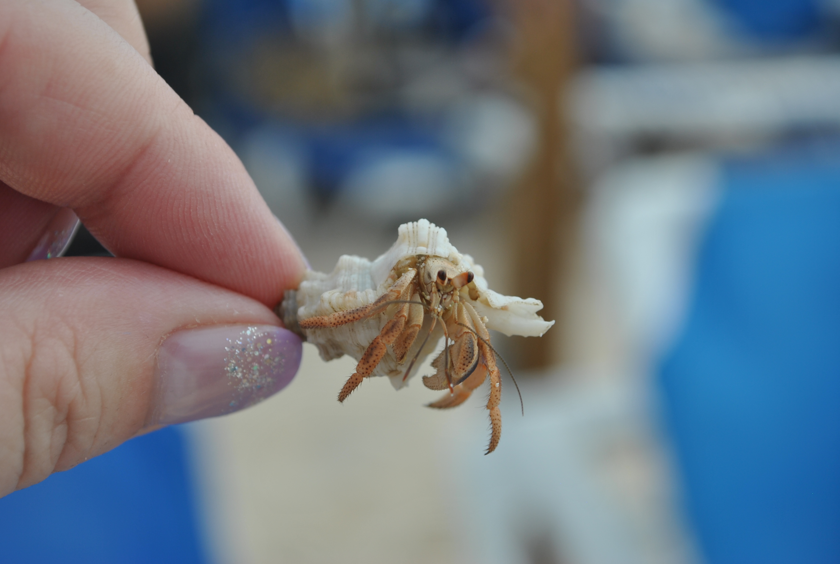 Hermit crap I found while on the beach on a Caribbean cruise
