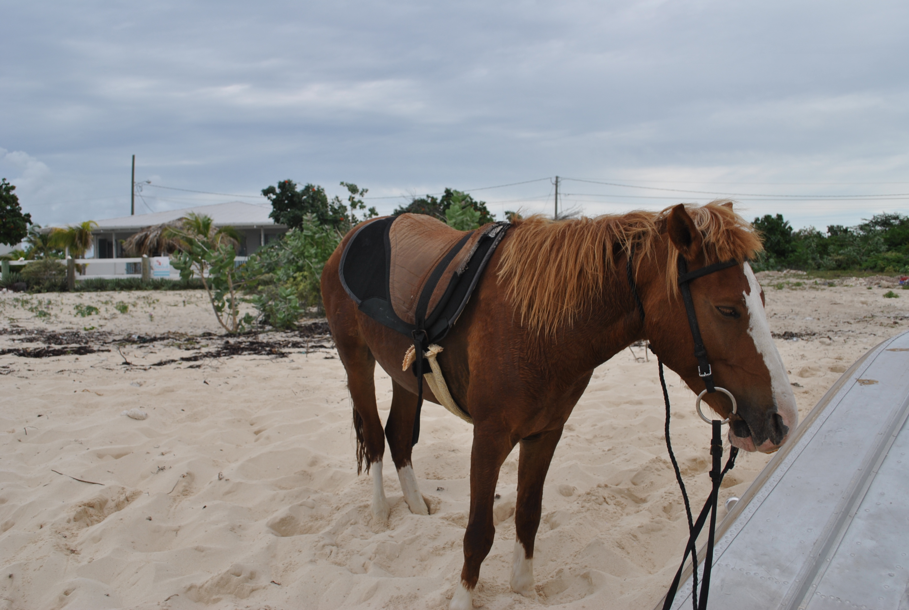 Gentle horse offering rides on the beach