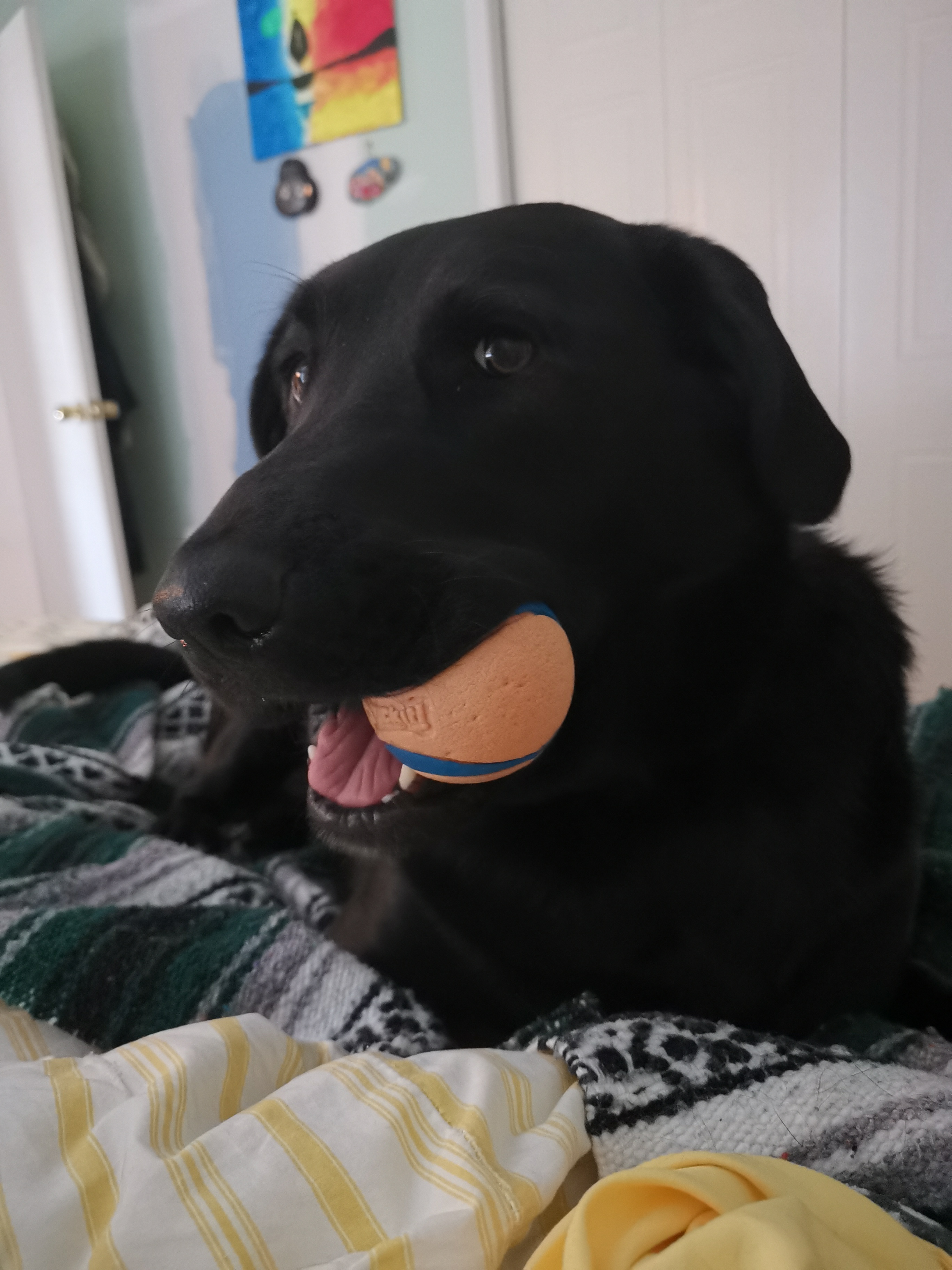 black labrador with ball in mouth